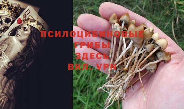 стафф Арсеньев